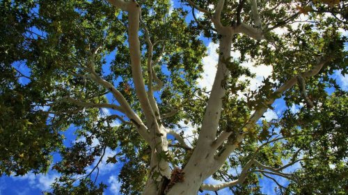 Var. Des habitants lancent une pétition pour sauver des arbres centenaires de l’abattage