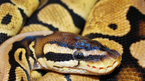 Un python royal décapité découvert par une promeneuse dans un parc, près d’Agen
