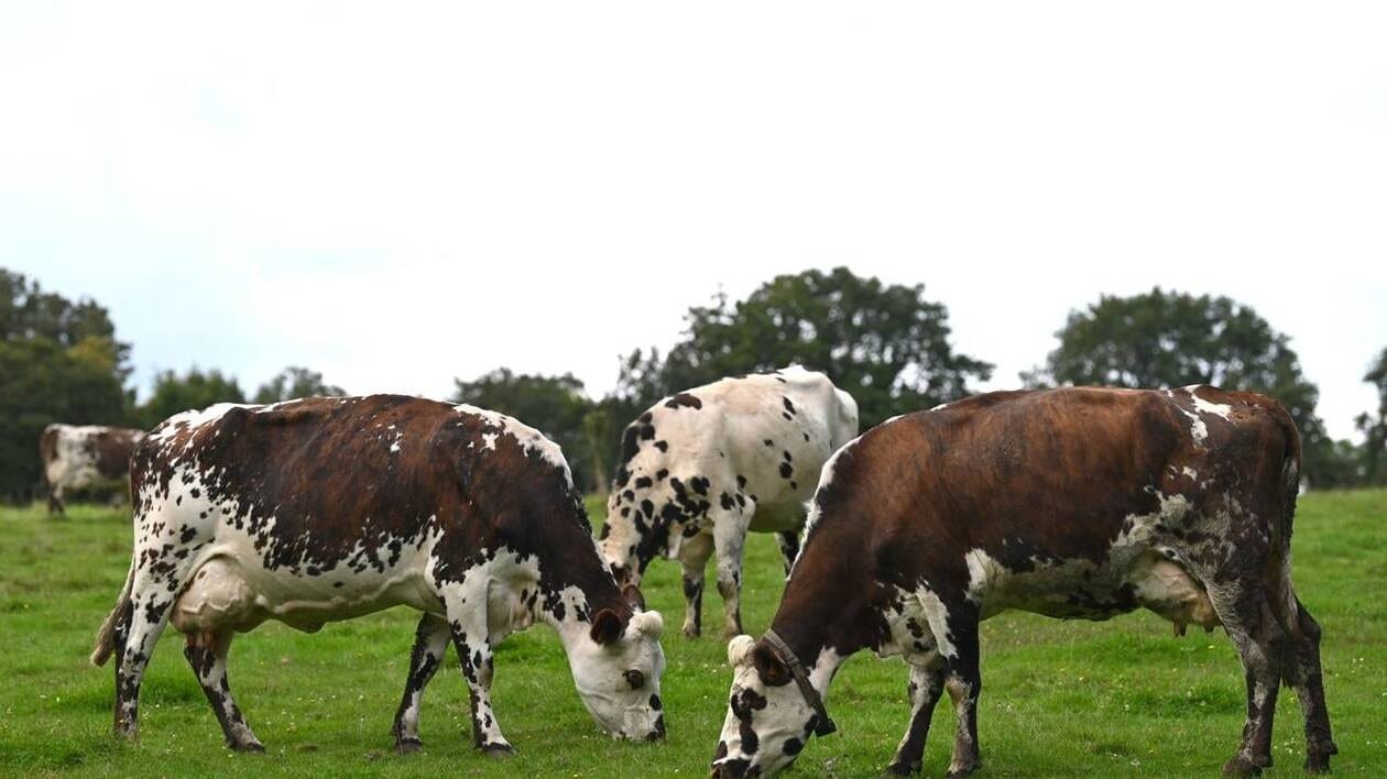 Six millions d’euros de l’État pour conforter l’agriculture et l’élevage des Pays de la Loire