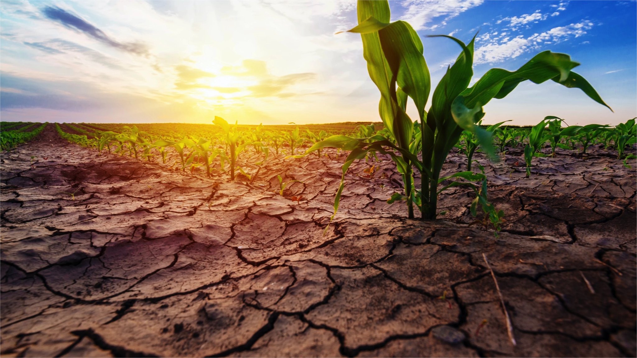Climat : les marges nettes des fermes de l’Ouest vont aussi s’assécher