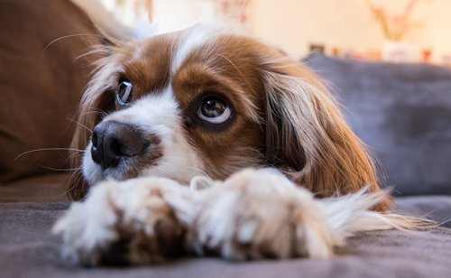 Stérilisation du chien : 6 bonnes raisons de le faire