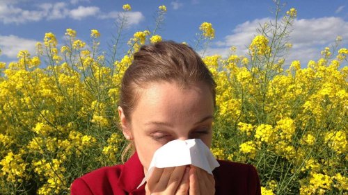 Pollens. Cette application peut être d’une grande aide pour les personnes allergiques