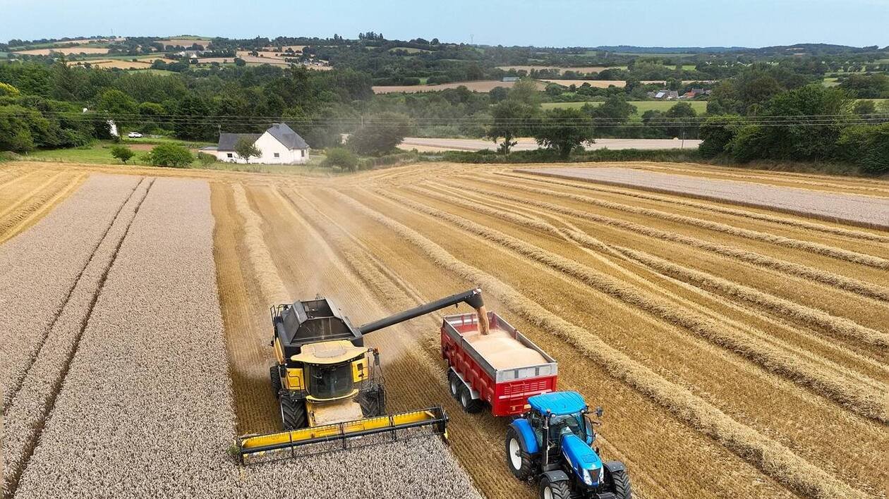 REPORTAGE. Des moissons précoces mais pas partout