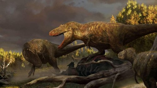 Cette nouvelle espèce de tyrannosaure découverte dans le Montana serait un ancêtre direct du T-Rex