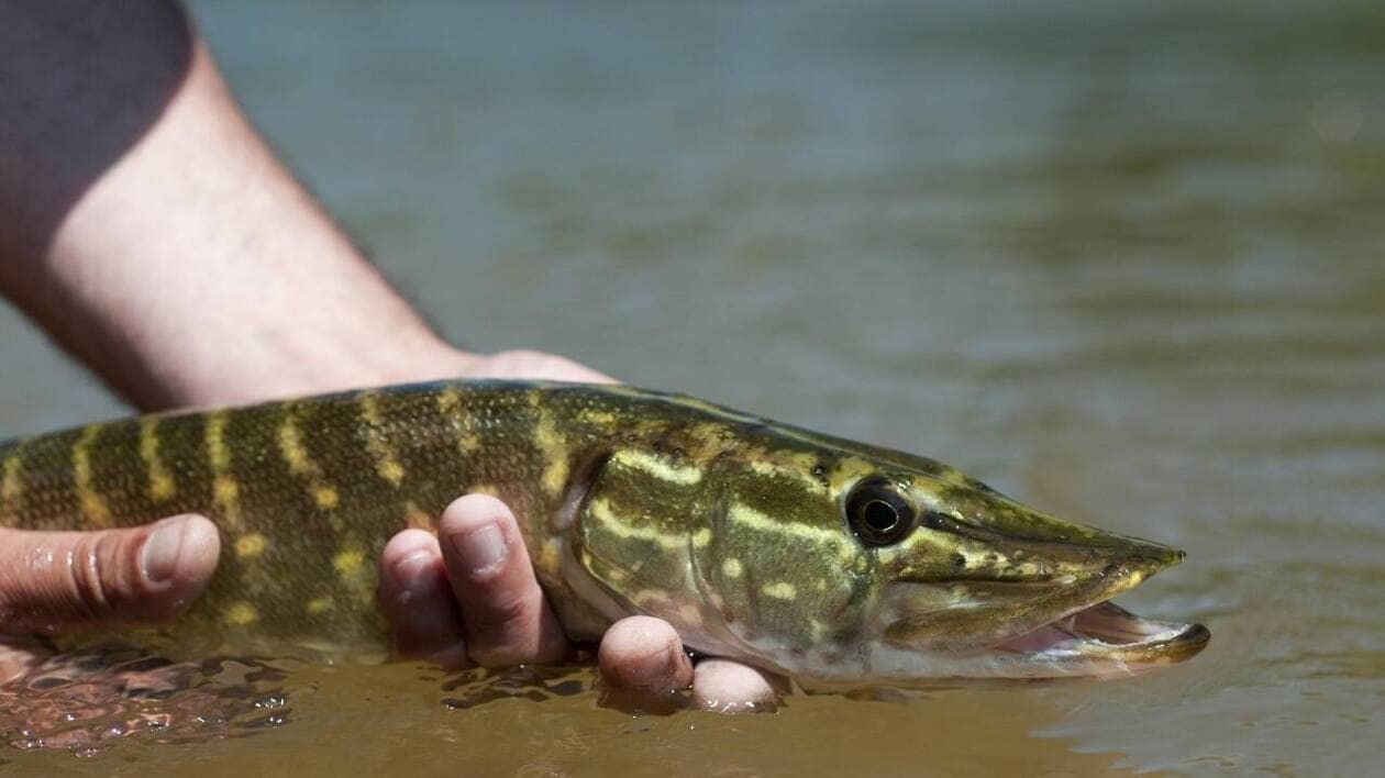 Ce qu’il faut savoir sur l’ouverture de la pêche du brochet et du sandre en Maine-et-Loire