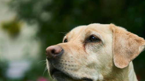 Côte-d’Or. Deux chiens avaient tué 41 animaux dans une ferme, leur propriétaire condamnée