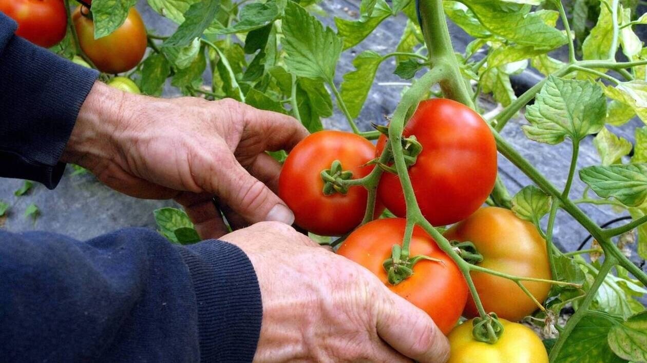Qui veut devenir maraîcher bio à Quimper ?