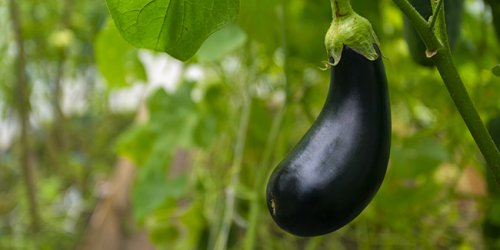 Potager dans le sud de la France : 4 légumes qu'il sera difficile de faire pousser