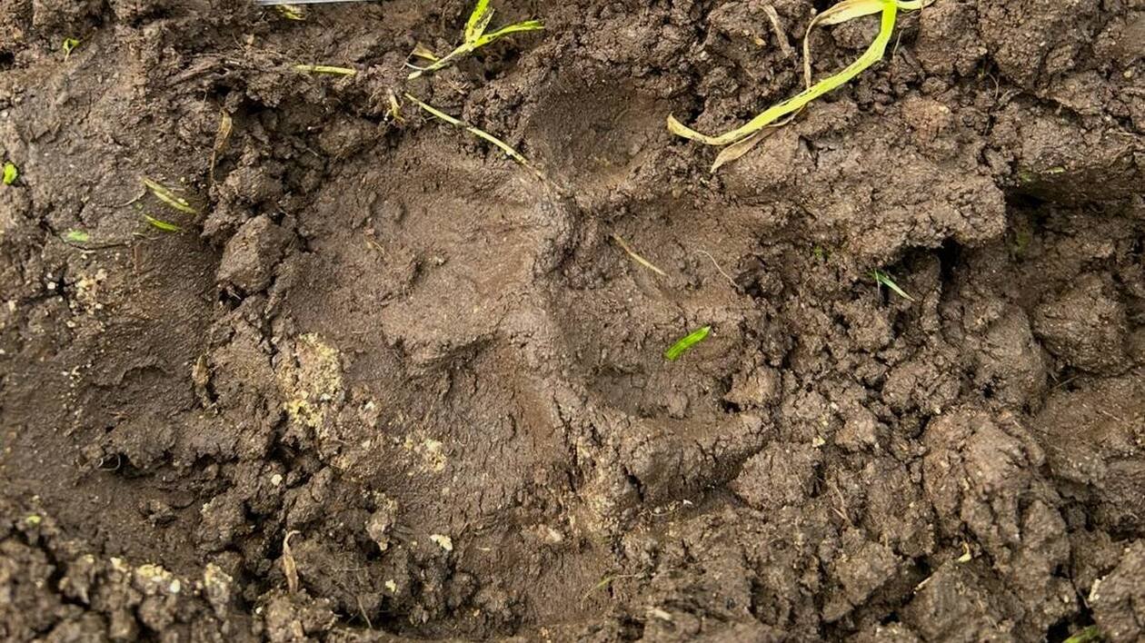 L’ânon de cet agriculteur a été éventré : « J’aimerais savoir quelle bête a fait ça »