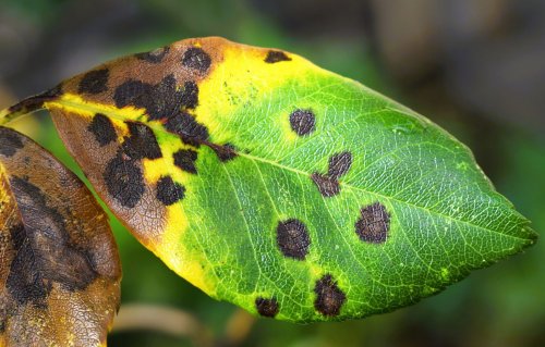 Ce que signifient vraiment les taches noires sur vos rosiers… et comment les faire disparaître naturellement