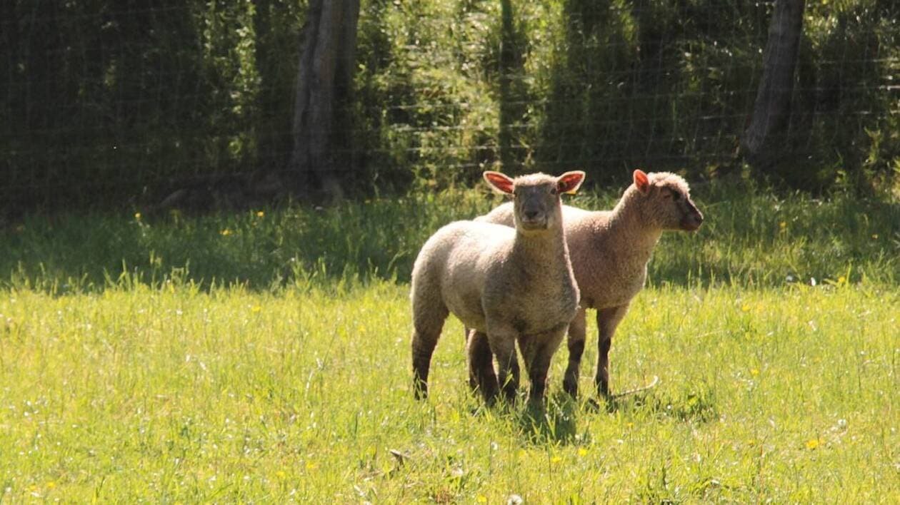 « Un cinquième du troupeau, c’est énorme » : 23 moutons volés dans une ferme en Loire-Atlantique