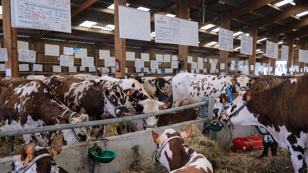 Le bœuf normand annonce la création d’une marque collective pour être mis en valeur dans les rayons