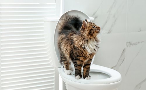 Mon chat me suis jusque dans les toilettes ! Pourquoi ce comportement ?