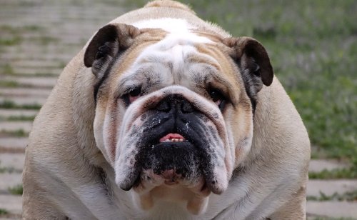 IMC du chien : comment le calculer et en déduire si son chien est en surpoids ou carrément obèse !