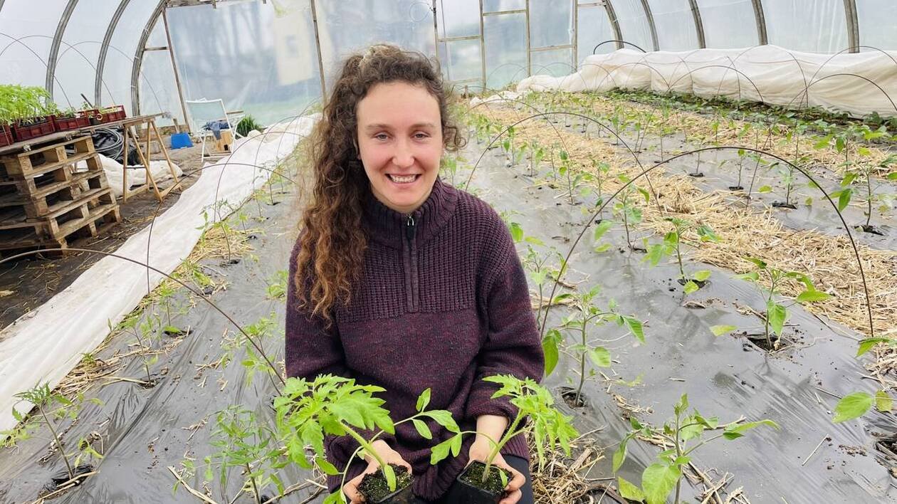 « Une aberration » : ils dénoncent à nouveau les tomates bio produites sous serres chauffées