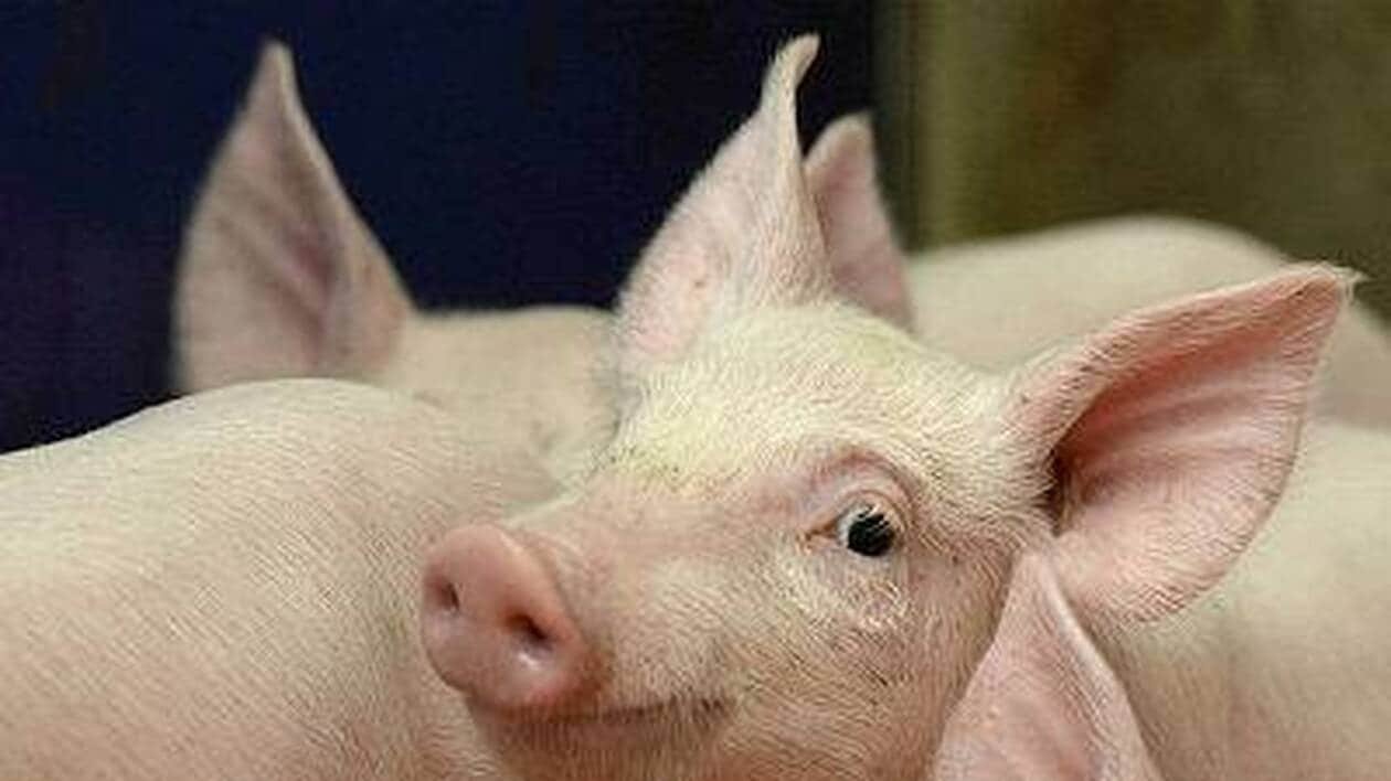 À Locronan, l’extension d’un élevage fait débat : « Les cochons ne sont pas les seuls responsables »