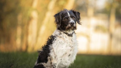 SPA de la Mayenne : qui veut adopter le chien Oscar ?