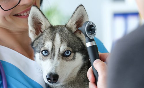Otite du chien : causes, symptômes, traitements et prévention