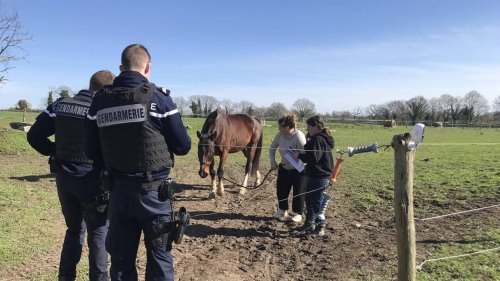 Condamnée pour maltraitance en Loire-Atlantique, elle est interdite d’exercer avec des animaux