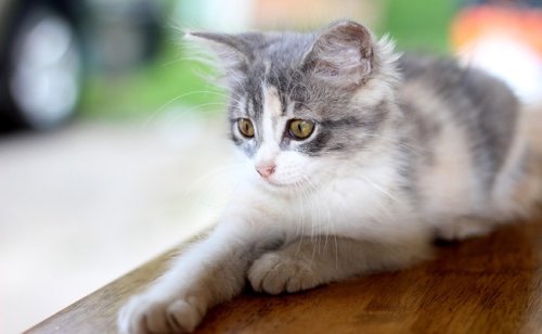 Diffuseur de phéromones pour chat : à quoi ça sert ?
