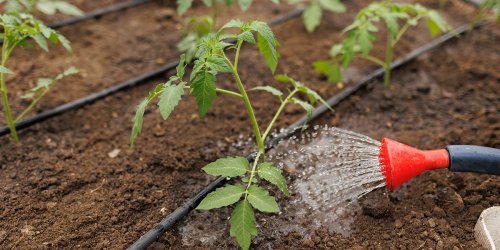 Arrosage des tomates : 9 conseils pour des plantes en pleine forme et de nombreux fruits !