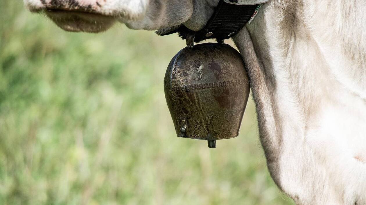 « Demain ce sera quoi ? » : il refuse d’enlever la cloche de sa vache, trop bruyante selon un voisin