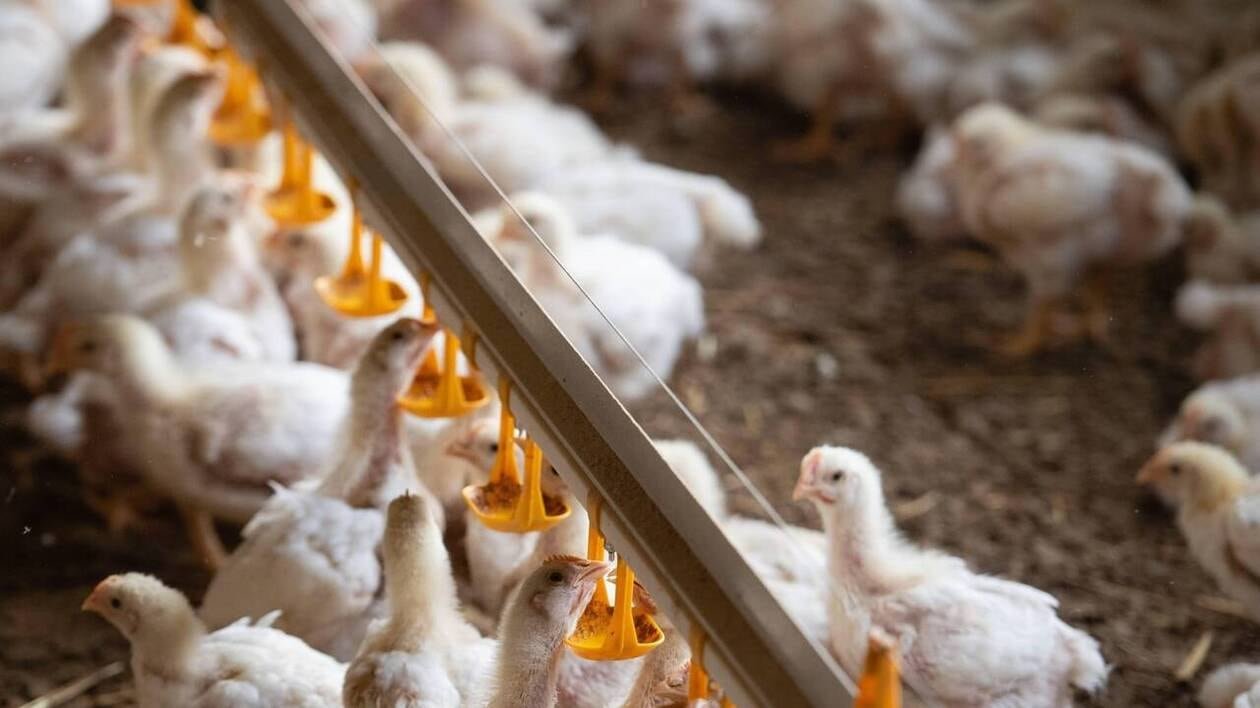 LDC met fin à son bras de fer avec L214 et s’engage pour le bien-être animal des poulets d’élevage