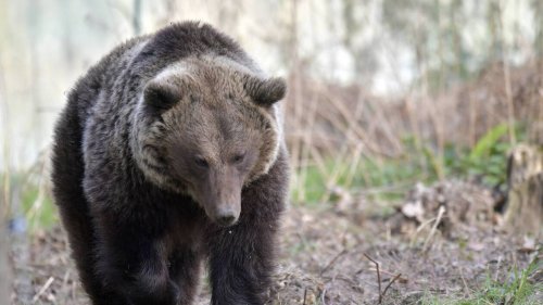 Chasseur attaqué par une ourse en Ariège : ouverture d’une information judiciaire