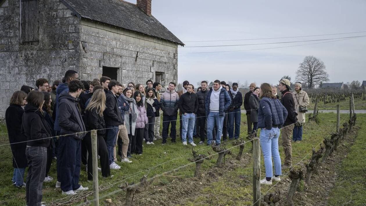 Des étudiants de Paris Dauphine découvrent le vignoble de l’Anjou-Noir