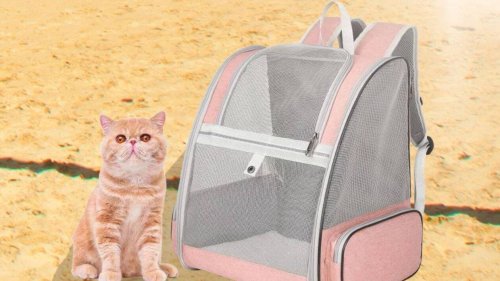 Facile de l’emporter dans vos bagages, avec ce sac à dos de voyage pour chat à moins de 24 euros