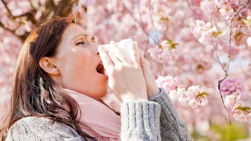Allergie aux pollens : une partie du Morbihan et l’Ille-et-Vilaine en alerte rouge aux graminées