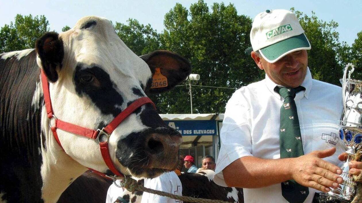 Foire des Minées de Challans : le concours de vaches normandes annulé pour des raisons sanitaires