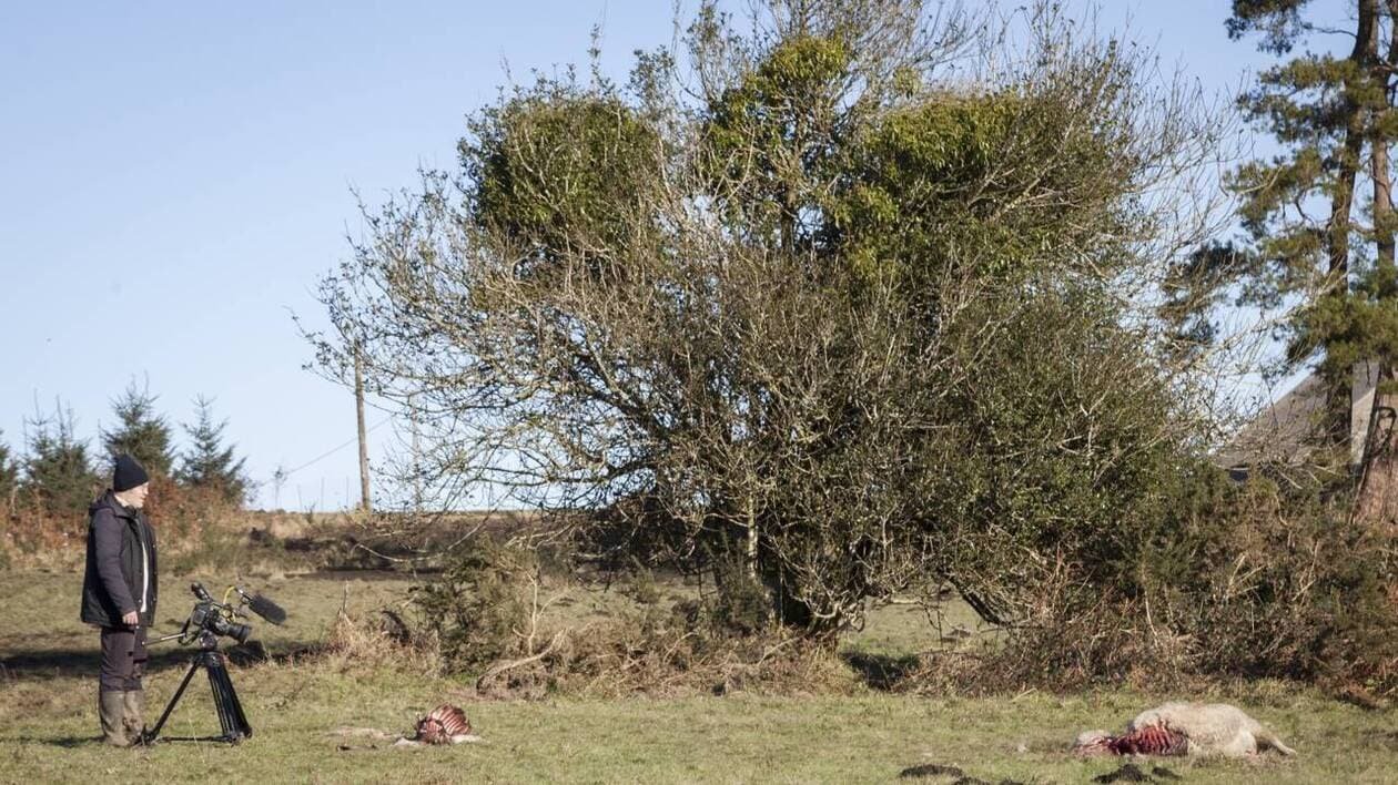« Loup y es-tu ? », un documentaire sur le retour des loups en Bretagne