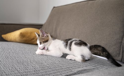 Pour faire plaisir à votre chat : 10 idées simples à mettre en place !