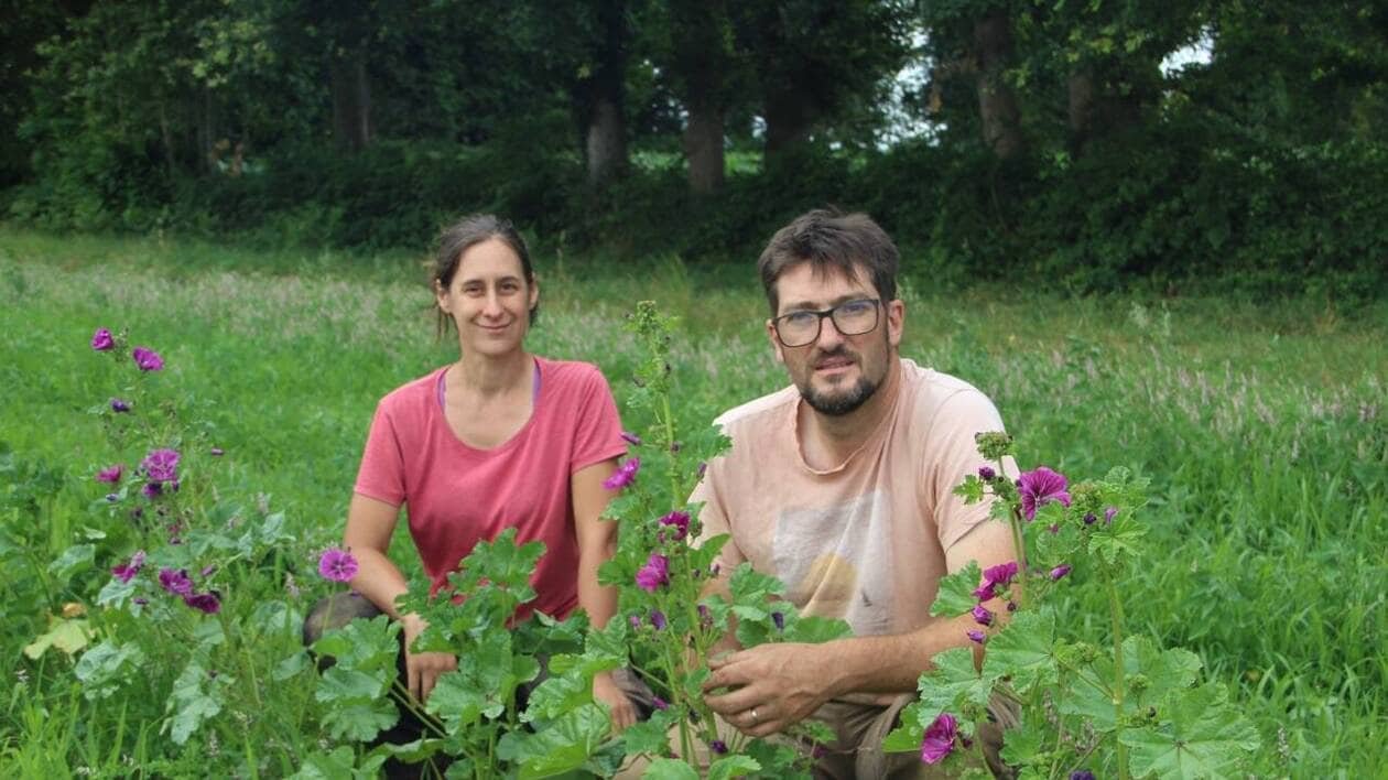 Ils créent leurs propres tisanes biologiques dans cette commune d’Ille-et-Vilaine