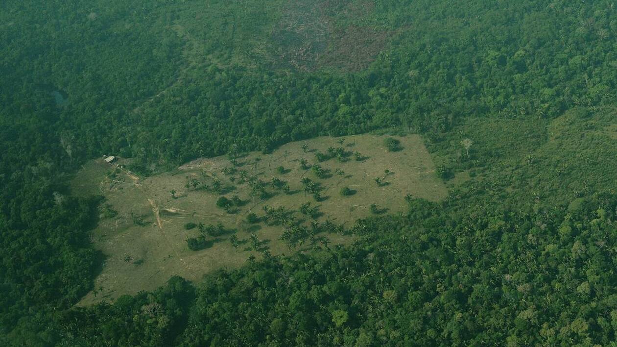 La Commission européenne propose un nouveau report d’un an de la loi anti-déforestation