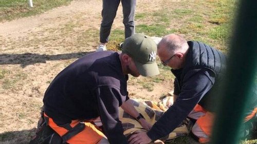 Étel. Un petit chevreuil accidenté trouvé sur le terrain de foot