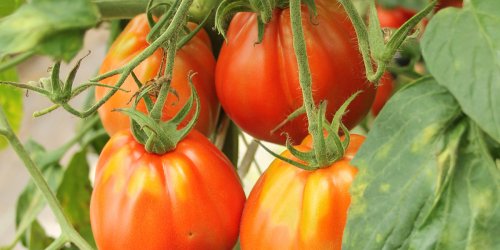 Culture de la tomate au jardin potager, du semis à la récolte !
