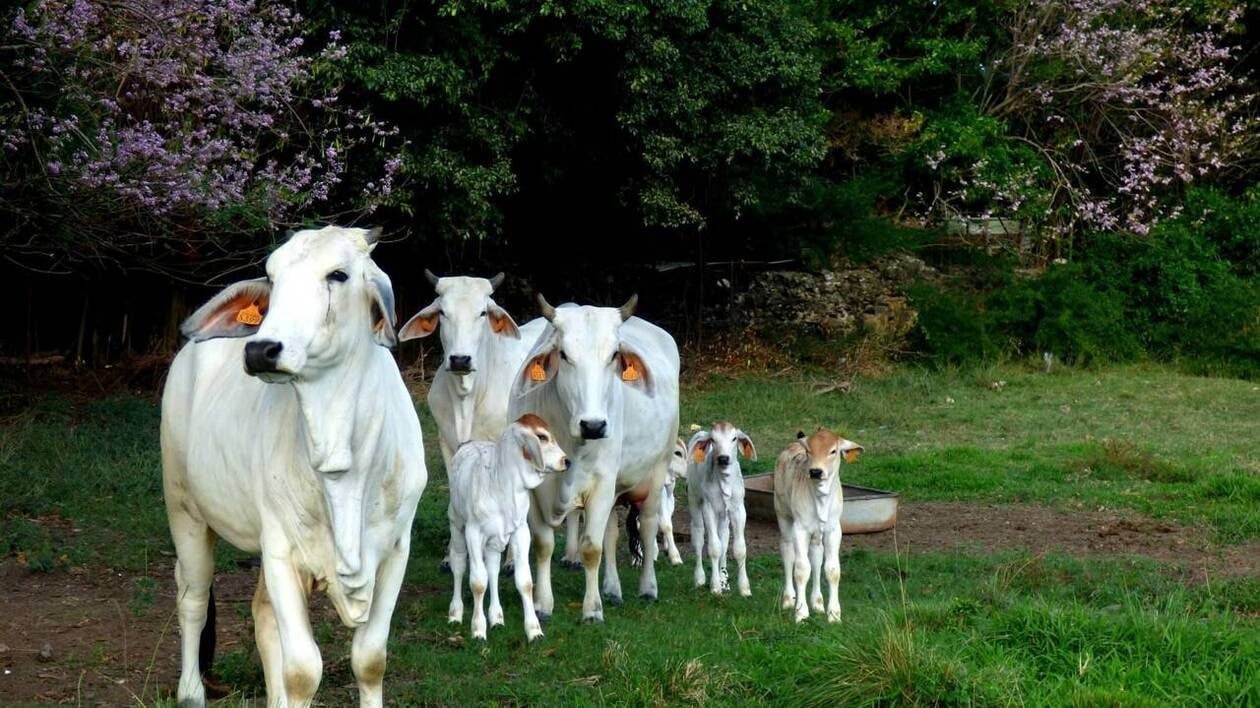 Biguine, une vache brahmane venue de Martinique, sera l’égérie du Salon de l’agriculture 2026