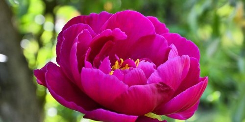 Top 14 des plus belles fleurs de printemps à planter au jardin !