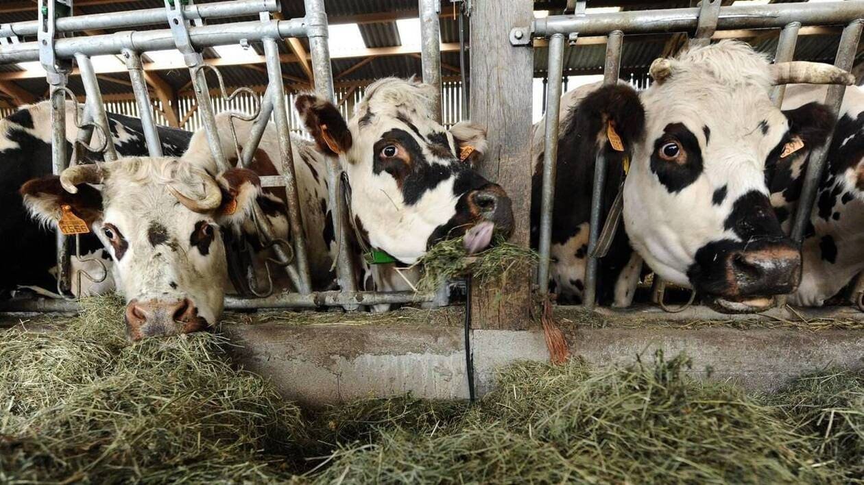 Le fromage, victime du climat plus chaud