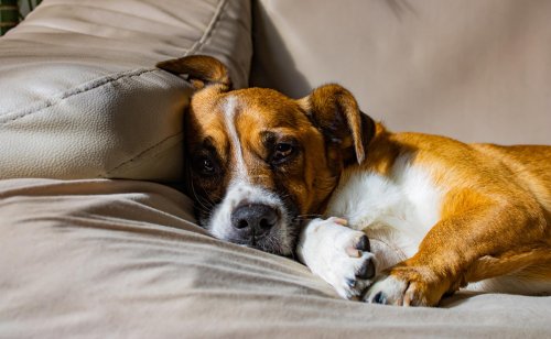 Un chien peut-il être sujet au mal de tête ?