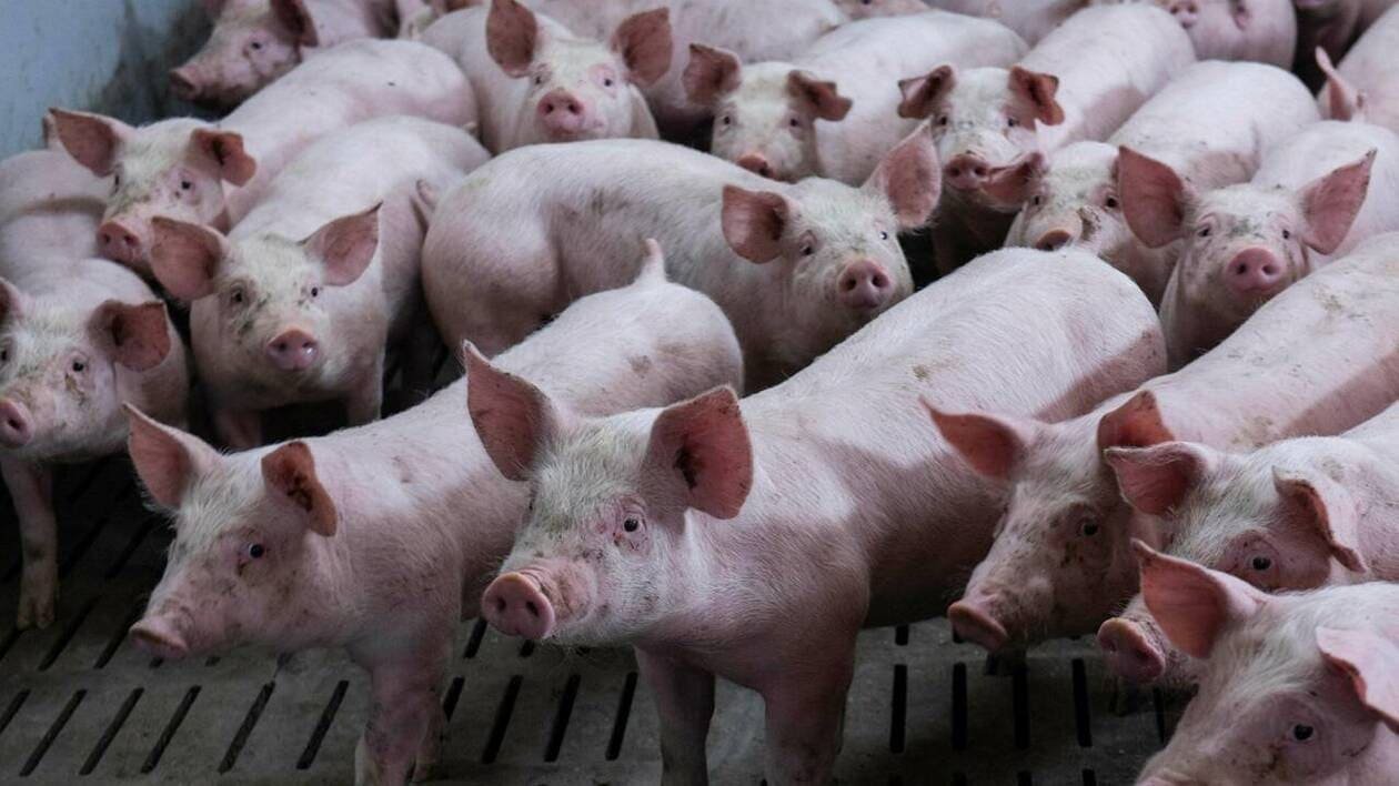 En Normandie, plusieurs centaines de porcs décèdent dans une exploitation agricole