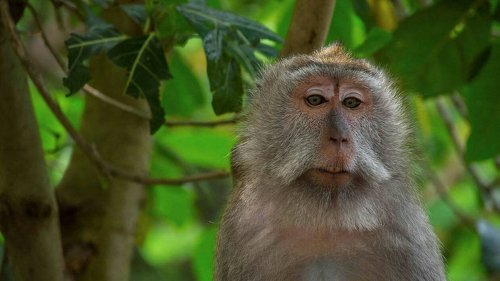 États-Unis. Des singes de laboratoire profitent d’un accident de la route pour s’échapper
