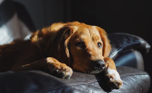 Combien de temps puis-je laisser seul mon chien ?