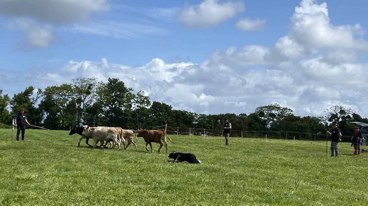 Ces éleveurs du Grand Ouest et leur chien de troupeau vont s’affronter ce week-end, à Herbignac