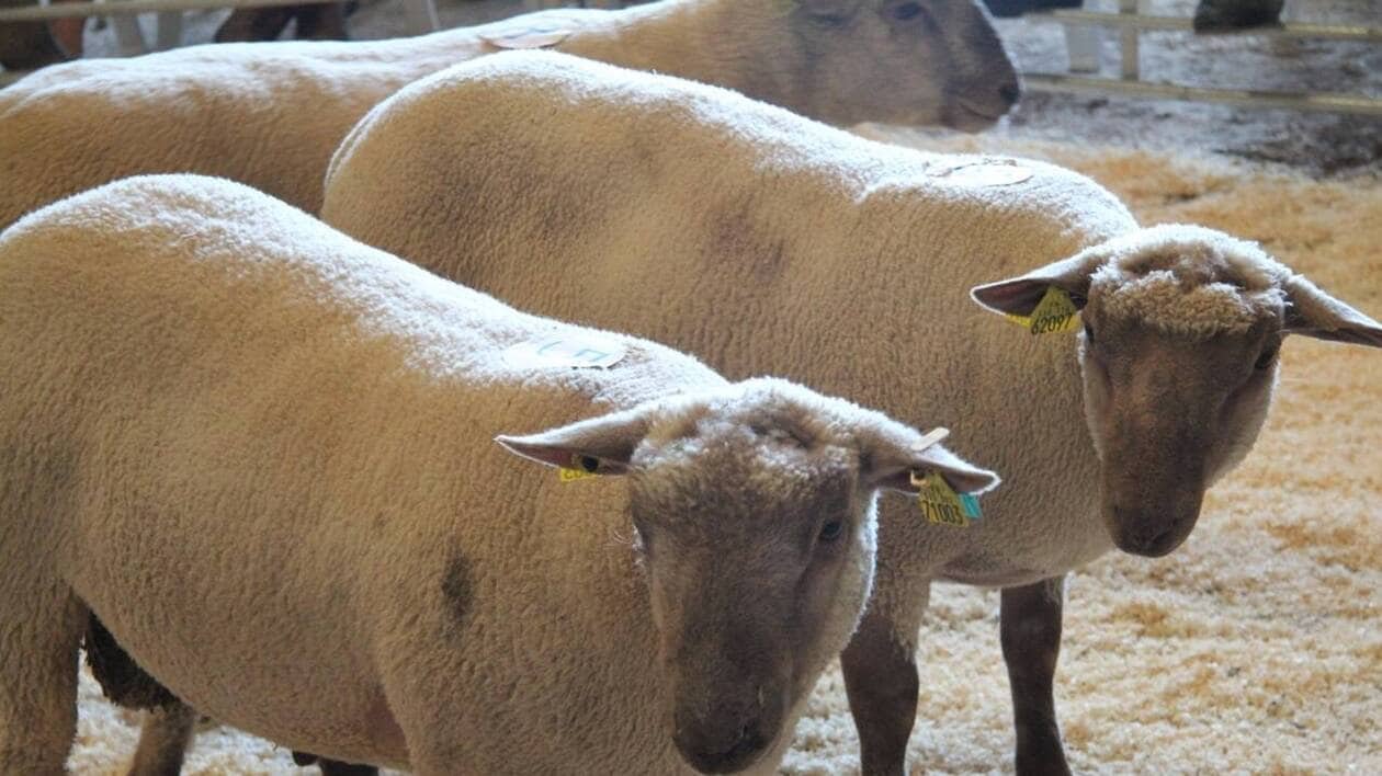 « Deux bêtes avaient les pattes attachées » : un éleveur de moutons de Loire-Atlantique victime d’une tentativ