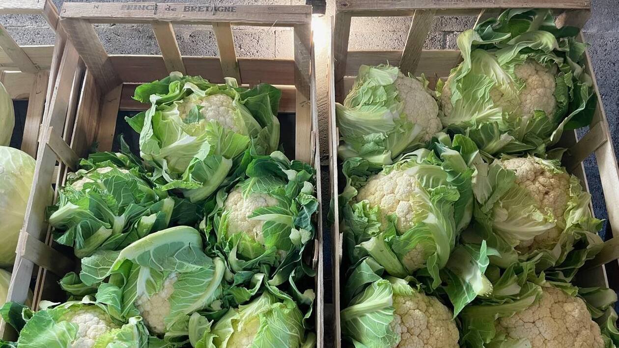 Une « crise d’une ampleur rare » : la grande distribution appelle les consommateurs à acheter des choux-fleurs