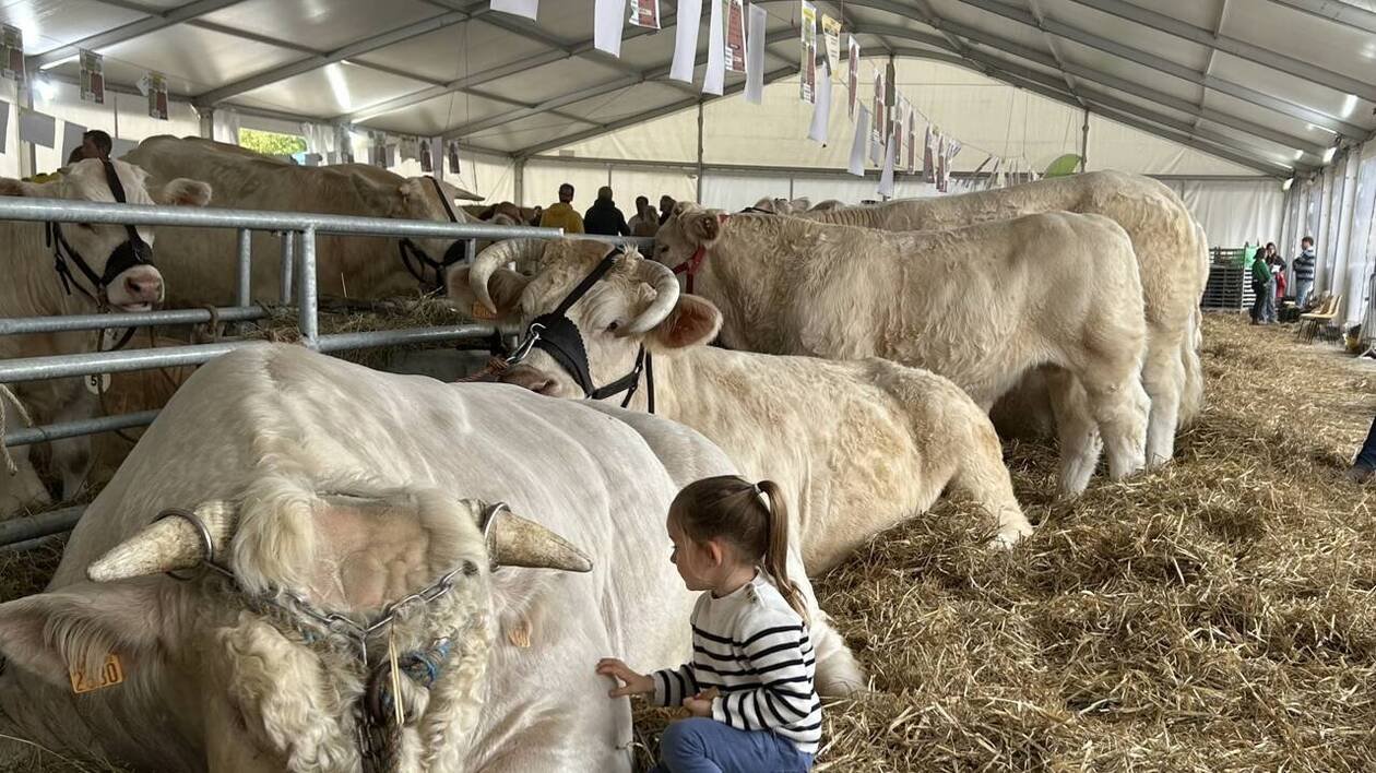 EN IMAGES. Les vaches charolaises s’invitent à la Foire de Caen, « elles ont l’air toutes douces ! »