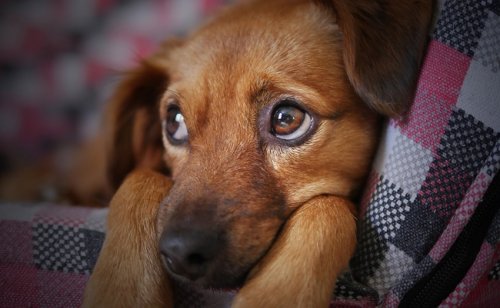 La leishmaniose chez le chien : causes, symptômes, traitements et prévention